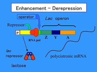 lactose
polycistronic mRNA
Lac operon
operator
Z Y A
Repressor
lac
repressor
Enhancement - Derepression
P P
RNA pol
 