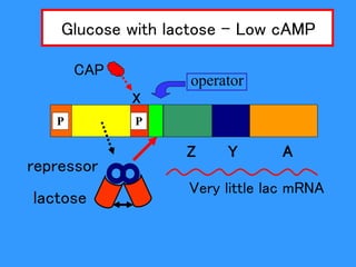 lactose
Glucose with lactose – Low cAMP
repressor
operator
CAP
X
Z Y A
P P
Very little lac mRNA
 