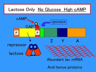 Lactose Only No Glucose High cAMP
lactose
repressor
operator
CAP
Z Y A
P P
cAMP
Abundant lac mRNA
And hence proteins
 