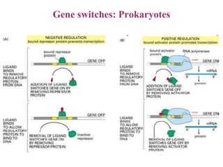 Gene switches: Prokaryotes
 