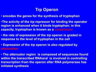 Trp Operon
• encodes the genes for the synthesis of tryptophan
•The activity of the trp repressor for binding the operator
region is enhanced when it binds tryptophan; in this
capacity, tryptophan is known as a corepressor
• the rate of expression of the trp operon is graded in
response to the level of tryptophan in the cell
• Expression of the trp operon is also regulated by
attenuation
• The attenuator region is composed of sequences found
within the transcribed RNAand is involved in controlling
transcription from the operon after RNA polymerase has
initiated synthesis
 