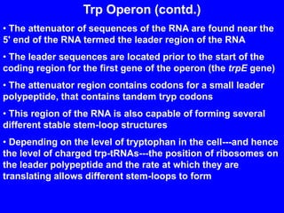 Trp Operon (contd.)
• The attenuator of sequences of the RNA are found near the
5' end of the RNA termed the leader region of the RNA
• The leader sequences are located prior to the start of the
coding region for the first gene of the operon (the trpE gene)
• The attenuator region contains codons for a small leader
polypeptide, that contains tandem tryp codons
• This region of the RNA is also capable of forming several
different stable stem-loop structures
• Depending on the level of tryptophan in the cell---and hence
the level of charged trp-tRNAs---the position of ribosomes on
the leader polypeptide and the rate at which they are
translating allows different stem-loops to form
 