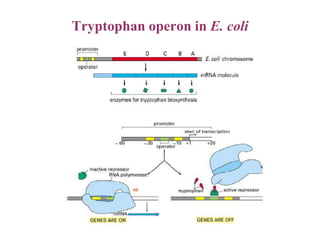 Tryptophan operon in E. coli
 