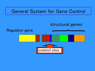 structural genes
control sites
Regulator gene
General System for Gene Control
 