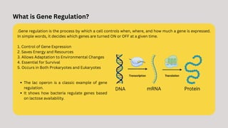 Gene Regulation and lac operon model in E.Coli