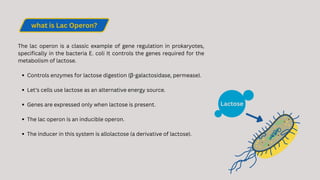 Gene Regulation and lac operon model in E.Coli
