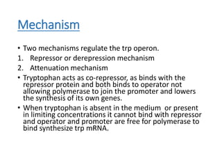 Gene regulation and operon concept2.pptx