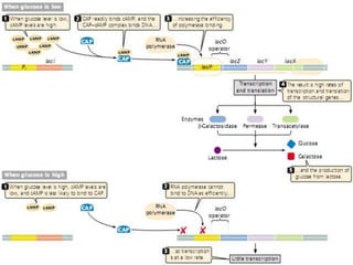 gene regulation and recombinant DNA.ppt