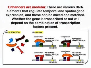 Gene regulation eukaryote spptx | PPTX