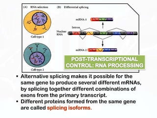 Gene regulation eukaryote spptx | PPTX