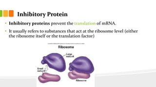 Inhibitory Protein
• Inhibitory proteins prevent the translation of mRNA.
• It usually refers to substances that act at the ribosome level (either
the ribosome itself or the translation factor)
 