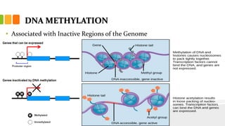 DNA METHYLATION
• Associated with Inactive Regions of the Genome
 