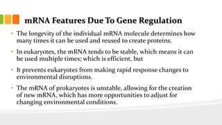mRNA Features Due To Gene Regulation
• The longevity of the individual mRNA molecule determines how
many times it can be used and reused to create proteins.
• In eukaryotes, the mRNA tends to be stable, which means it can
be used multiple times; which is efficient, but
• It prevents eukaryotes from making rapid response changes to
environmental disruptions.
• The mRNA of prokaryotes is unstable, allowing for the creation
of new mRNA, which has more opportunities to adjust for
changing environmental conditions.
 