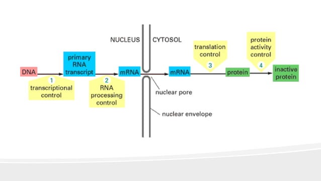 Gene regulation in eukaryotes | PPSX