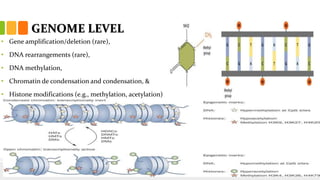 GENOME LEVEL
• Gene amplification/deletion (rare),
• DNA rearrangements (rare),
• DNA methylation,
• Chromatin de condensation and condensation, &
• Histone modifications (e.g., methylation, acetylation)
 