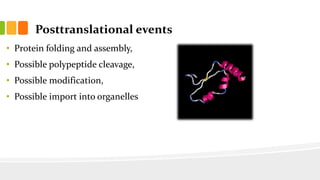 Posttranslational events
• Protein folding and assembly,
• Possible polypeptide cleavage,
• Possible modification,
• Possible import into organelles
 
