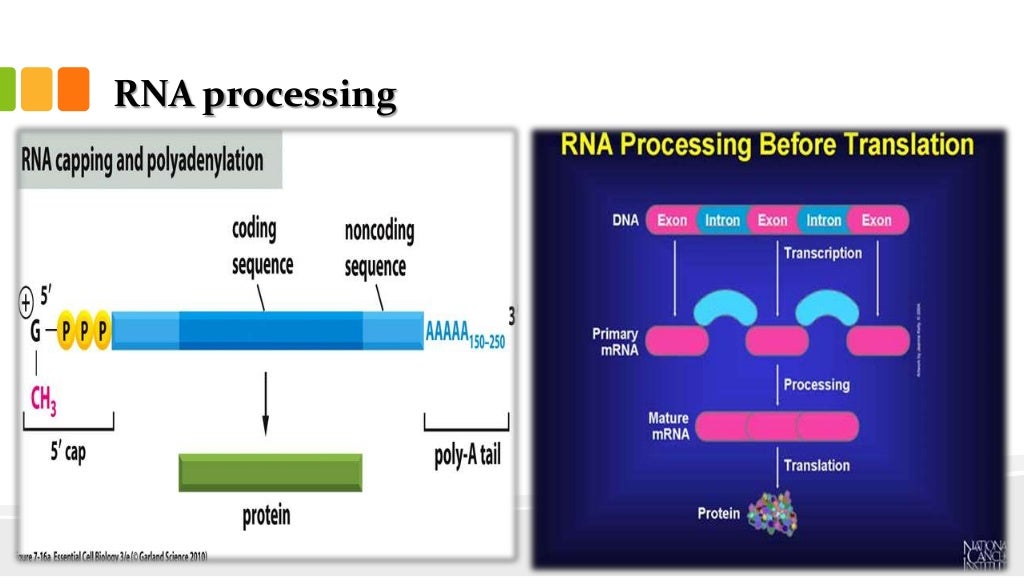 Gene regulation in eukaryotes