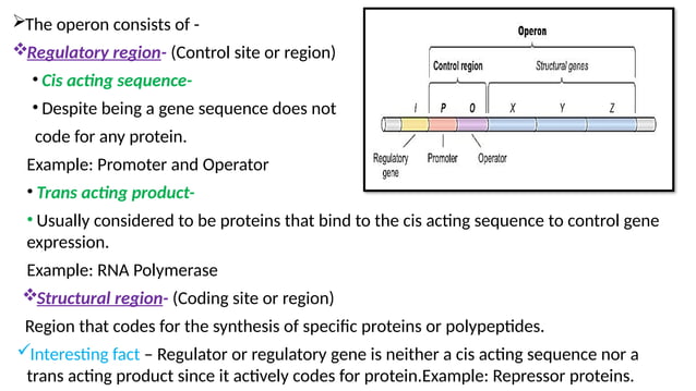 GENE REGULATION IN PROKARYOTE ......pptx | Chemistry | Science