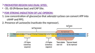 GENE REGULATION IN PROKARYOTE ......pptx