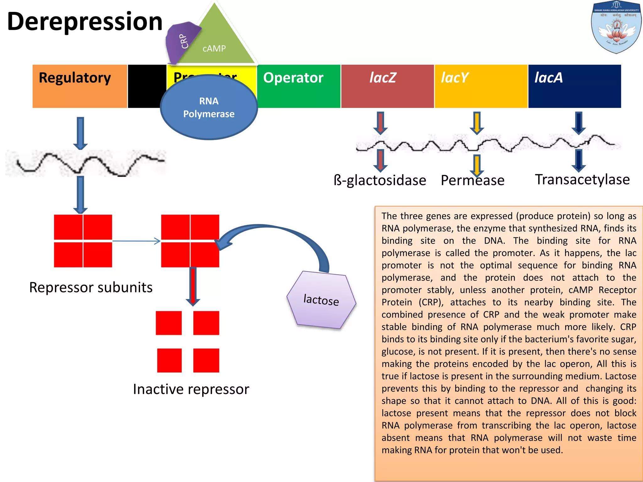 Gene regulation in prokaryotes | PPTX