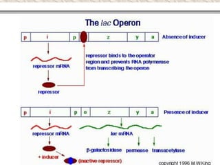 Gene regulation in prokaryotes | PPTX