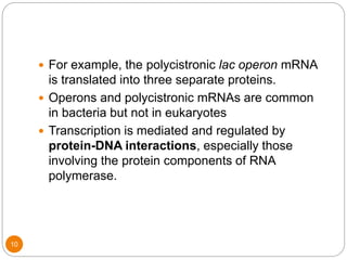 10
 For example, the polycistronic lac operon mRNA
is translated into three separate proteins.
 Operons and polycistronic mRNAs are common
in bacteria but not in eukaryotes
 Transcription is mediated and regulated by
protein-DNA interactions, especially those
involving the protein components of RNA
polymerase.
 