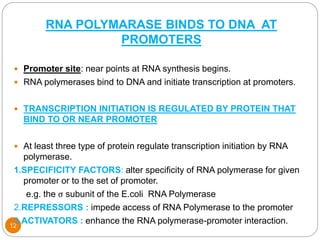 RNA POLYMARASE BINDS TO DNA AT
PROMOTERS
12
 Promoter site: near points at RNA synthesis begins.
 RNA polymerases bind to DNA and initiate transcription at promoters.
 TRANSCRIPTION INITIATION IS REGULATED BY PROTEIN THAT
BIND TO OR NEAR PROMOTER
 At least three type of protein regulate transcription initiation by RNA
polymerase.
1.SPECIFICITY FACTORS: alter specificity of RNA polymerase for given
promoter or to the set of promoter.
e.g. the σ subunit of the E.coli RNA Polymerase
2.REPRESSORS : impede access of RNA Polymerase to the promoter
3.ACTIVATORS : enhance the RNA polymerase-promoter interaction.
 