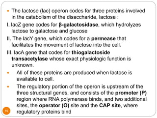 19
 The lactose (lac) operon codes for three proteins involved
in the catabolism of the disaccharide, lactose :
I. lacZ gene codes for β-galactosidase, which hydrolyzes
lactose to galactose and glucose
II. The lacY gene, which codes for a permease that
facilitates the movement of lactose into the cell.
III. lacA gene that codes for thiogalactoside
transacetylase whose exact physiologic function is
unknown.
 All of these proteins are produced when lactose is
available to cell.
 The regulatory portion of the operon is upstream of the
three structural genes, and consists of the promoter (P)
region where RNA polymerase binds, and two additional
sites, the operator (O) site and the CAP site, where
regulatory proteins bind
 