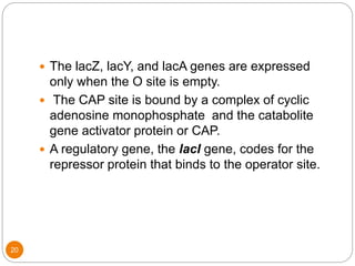 20
 The lacZ, lacY, and lacA genes are expressed
only when the O site is empty.
 The CAP site is bound by a complex of cyclic
adenosine monophosphate and the catabolite
gene activator protein or CAP.
 A regulatory gene, the lacI gene, codes for the
repressor protein that binds to the operator site.
 