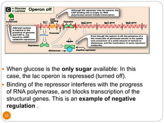 22
 When glucose is the only sugar available: In this
case, the lac operon is repressed (turned off).
 Binding of the repressor interferes with the progress
of RNA polymerase, and blocks transcription of the
structural genes. This is an example of negative
regulation .
 