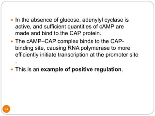 24
 In the absence of glucose, adenylyl cyclase is
active, and sufficient quantities of cAMP are
made and bind to the CAP protein.
 The cAMP–CAP complex binds to the CAP-
binding site, causing RNA polymerase to more
efficiently initiate transcription at the promoter site
.
 This is an example of positive regulation.
 