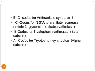 27
 E- D codes for Anthranilate synthase I
 C -Codes for N 5’ Antharanilate Isomease
(Indole 3- glycerol phophate synthetase)
 B-Codes for Tryptophan syntheatse (Beta
subunit)
 A –Codes for Tryptophan syntheatse (Alpha
subunit)
 