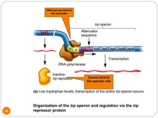 Organization of the trp operon and regulation via the trp
repressor protein
Cannot bind to
the operator site
RNA pol can bind to
the promoter
29
 