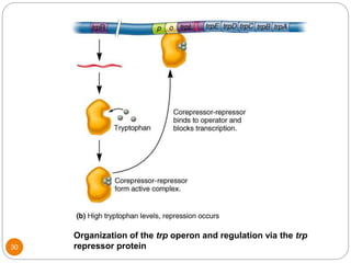 Organization of the trp operon and regulation via the trp
repressor protein30
 