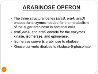 ARABINOSE OPERON
37
 The three structural genes (araB, araA, araD)
encode for enzymes needed for the metabolism
of the sugar arabinose in bacterial cells.
 araB,araA, and araD encode for the enzymes
kinase, isomerase, and epimerase.
 Isomerase converts arabinose to ribulose.
 Kinase converts ribulose to ribulose-5-phosphate.
 