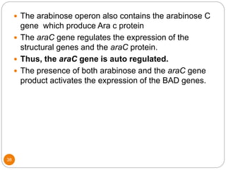 38
 The arabinose operon also contains the arabinose C
gene which produce Ara c protein
 The araC gene regulates the expression of the
structural genes and the araC protein.
 Thus, the araC gene is auto regulated.
 The presence of both arabinose and the araC gene
product activates the expression of the BAD genes.
 