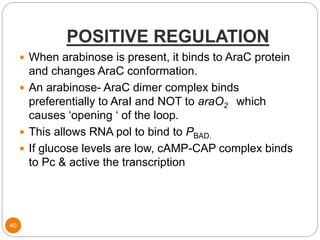 POSITIVE REGULATION
40
 When arabinose is present, it binds to AraC protein
and changes AraC conformation.
 An arabinose- AraC dimer complex binds
preferentially to AraI and NOT to araO2 which
causes ‘opening ‘ of the loop.
 This allows RNA pol to bind to PBAD.
 If glucose levels are low, cAMP-CAP complex binds
to Pc & active the transcription
 
