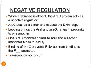 NEGATIVE REGULATION
41
 When arabinose is absent, the AraC protein acts as
a negative regulator.
 AraC acts as a dimer and causes the DNA loop.
 Looping brings the AraI and araO2 sites in proximity
to one another.
 One AraC monomer binds to araI and a second
monomer binds to araO2 .
 Binding of araC prevents RNA pol from binding to
the PBAD promoter.
 Transcription not occur.
 
