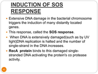 INDUCTION OF SOS
RESPONSE
43
 Extensive DNA damage in the bacterial chromosome
triggers the induction of many distantly located
genes.
 This response, called the SOS response.
 When DNA is extensively damaged(such as by UV
Iight)DNA replication is halted and the number of
single-strand in the DNA increases.
 RecA protein binds to this damaged single-
stranded DNA activating the protein's co protease
activity.
 