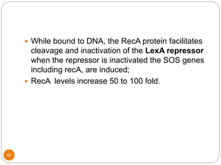 45
 While bound to DNA, the RecA protein facilitates
cleavage and inactivation of the LexA repressor
when the repressor is inactivated the SOS genes
including recA, are induced;
 RecA levels increase 50 to 100 fold.
 