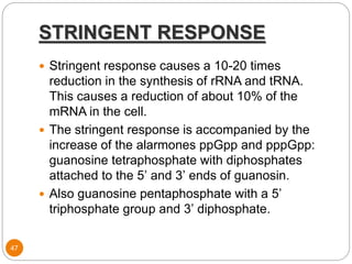 STRINGENT RESPONSE
47
 Stringent response causes a 10-20 times
reduction in the synthesis of rRNA and tRNA.
This causes a reduction of about 10% of the
mRNA in the cell.
 The stringent response is accompanied by the
increase of the alarmones ppGpp and pppGpp:
guanosine tetraphosphate with diphosphates
attached to the 5’ and 3’ ends of guanosin.
 Also guanosine pentaphosphate with a 5’
triphosphate group and 3’ diphosphate.
 