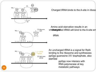 Charged tRNA binds to the A-site in riboso
Amino acid starvation results in an
uncharged
tRNA
-deacylated tRNA will bind to the A-site em
An uncharged tRNA is a signal for RelA
binding to the ribosome and synthesizes
ppGpp guanosine 3’5’ bisphophate, also
pppGpp
ppGpp now interacs with
RNA polymerase at key
metabolic pathways48
 