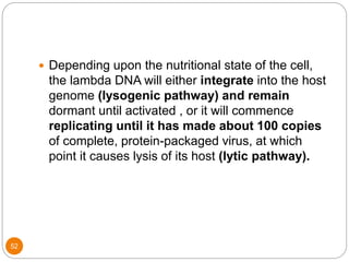 52
 Depending upon the nutritional state of the cell,
the lambda DNA will either integrate into the host
genome (lysogenic pathway) and remain
dormant until activated , or it will commence
replicating until it has made about 100 copies
of complete, protein-packaged virus, at which
point it causes lysis of its host (lytic pathway).
 