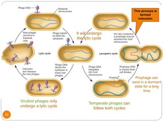 Virulent phages only
undergo a lytic cycle
Temperate phages can
follow both cycles
Prophage can
exist in a dormant
state for a long
time
It will undergo
the lytic cycle
This process is
termed
induction
53
 