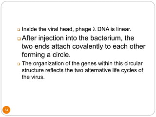 54
 Inside the viral head, phage l DNA is linear.
 After injection into the bacterium, the
two ends attach covalently to each other
forming a circle.
 The organization of the genes within this circular
structure reflects the two alternative life cycles of
the virus.
 