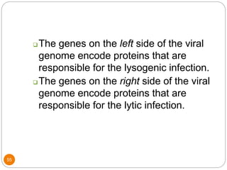 55
The genes on the left side of the viral
genome encode proteins that are
responsible for the lysogenic infection.
The genes on the right side of the viral
genome encode proteins that are
responsible for the lytic infection.
 