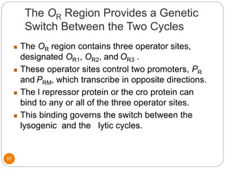The OR Region Provides a Genetic
Switch Between the Two Cycles
57
 The OR region contains three operator sites,
designated OR1, OR2, and OR3 .
 These operator sites control two promoters, PR
and PRM, which transcribe in opposite directions.
 The l repressor protein or the cro protein can
bind to any or all of the three operator sites.
 This binding governs the switch between the
lysogenic and the lytic cycles.
 