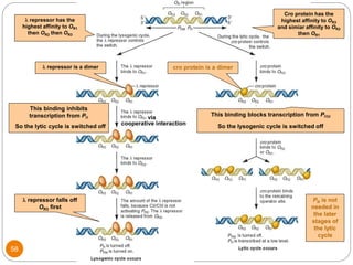 l repressor has the
highest affinity to OR1
then OR2 then OR3
l repressor is a dimer
cooperative interaction
via
This binding inhibits
transcription from PR
So the lytic cycle is switched off
l repressor falls off
OR3 first
Cro protein has the
highest affinity to OR3
and simiar affinity to OR2
then OR1
cro protein is a dimer
This binding blocks transcription from PRM
So the lysogenic cycle is switched off
PR is not
needed in
the later
stages of
the lytic
cycle
58
 