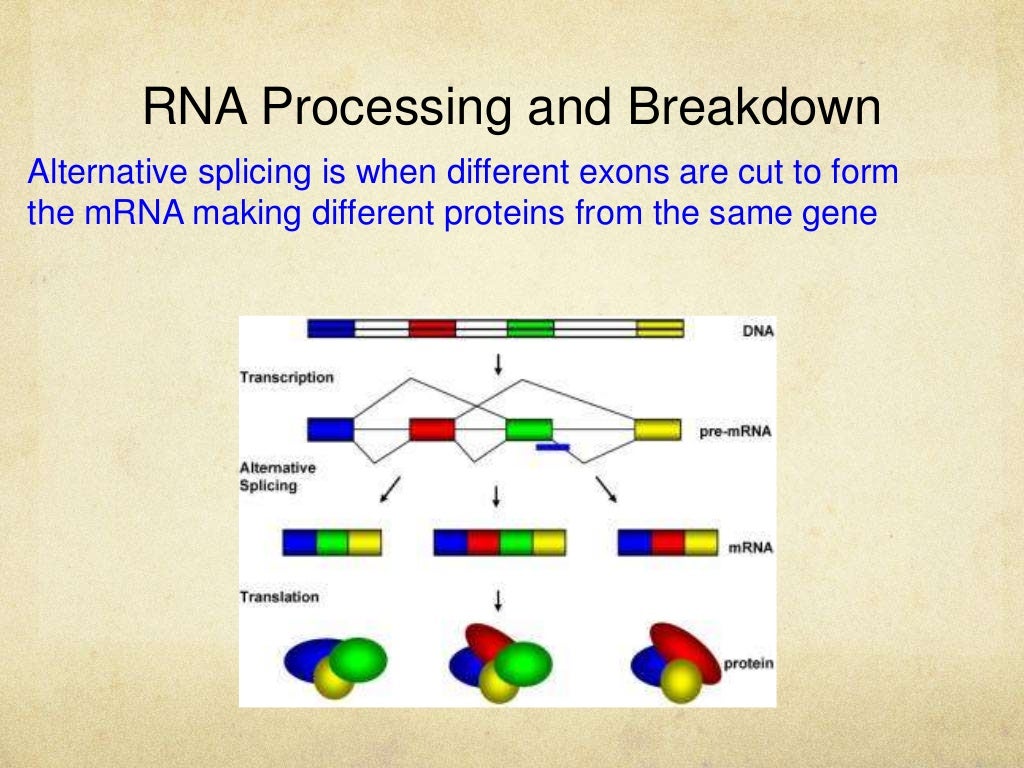 Gene Regulation Slides