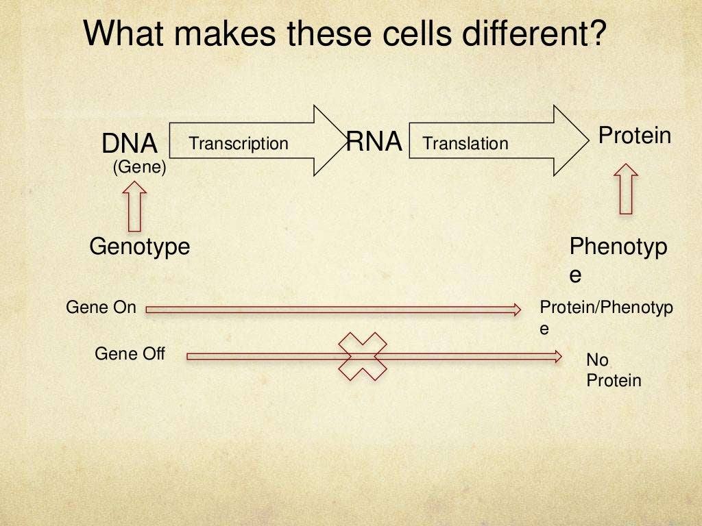 Gene Regulation Slides